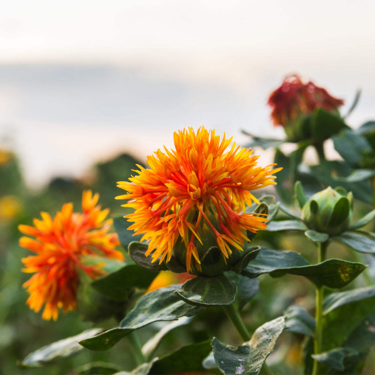 Safflower Seed Oil