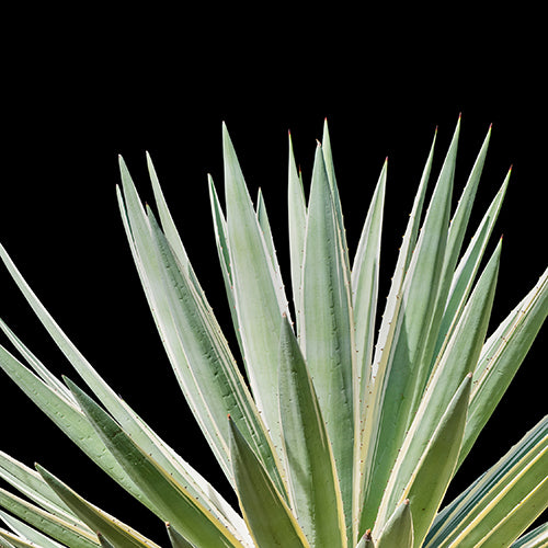 Agave