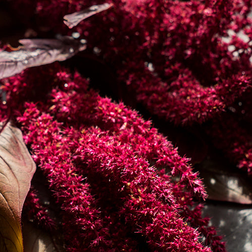 Amaranth Extract