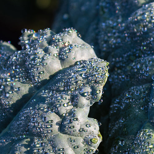 Blue Sea Kale