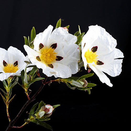 Cistus EO