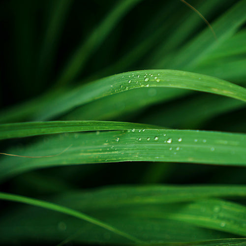 Citronella EO