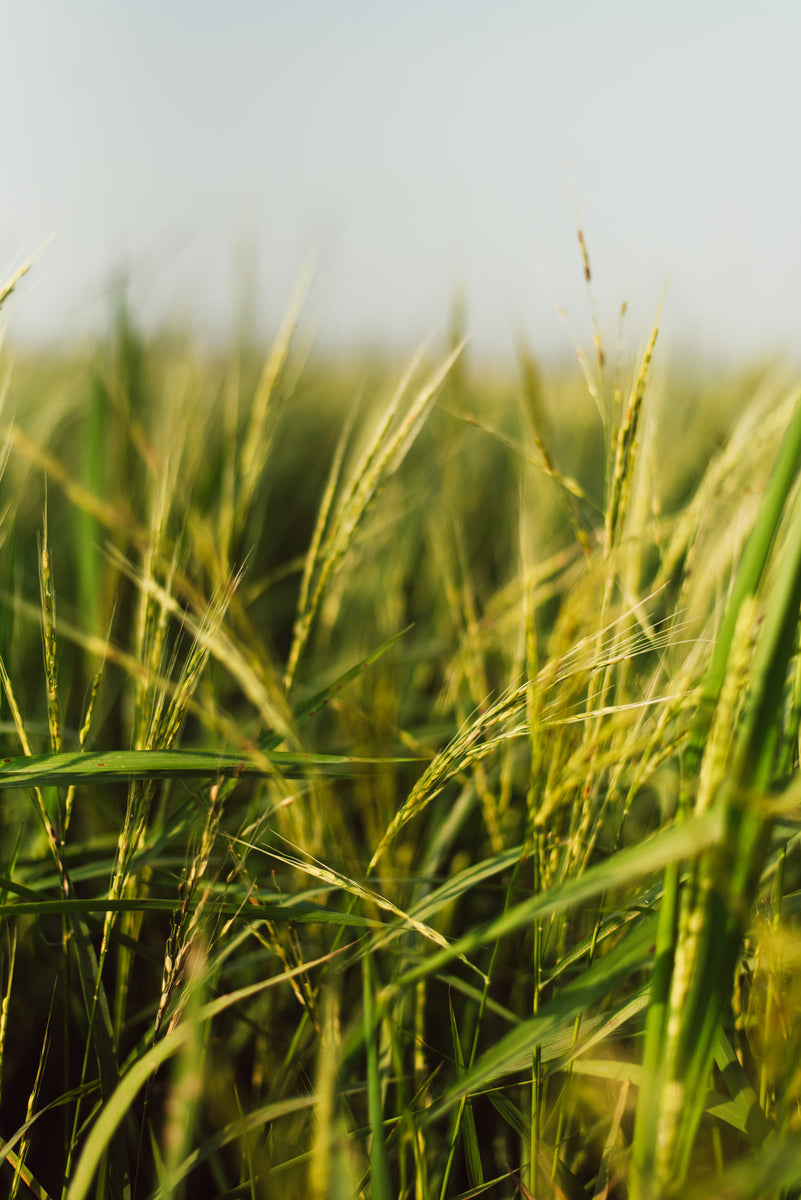 Certified organic beauty sustainable beauty earth friendly cruelty free world environment day