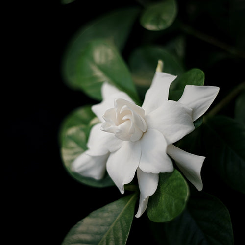 Gardenia