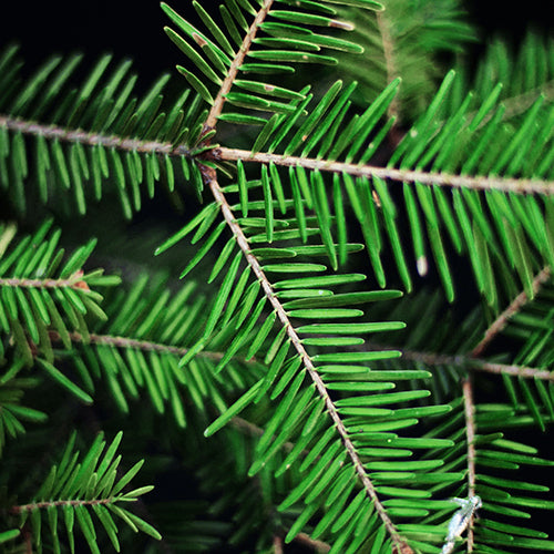 Hydroxyethylcellulose