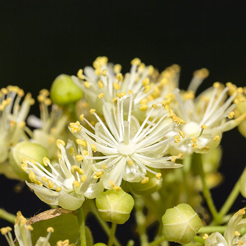 Linden Flower Extract