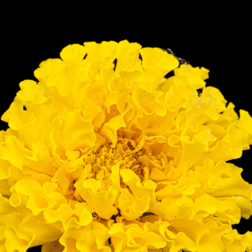 Marigold Flower Extract