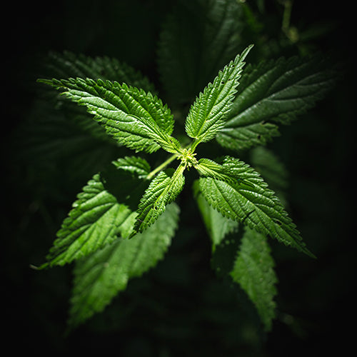 Nettle