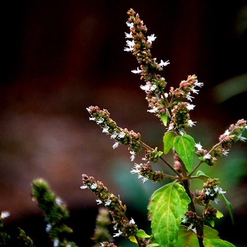 Organic Patchouli EO