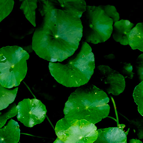 Pennywort