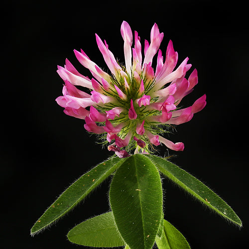 Red Clover