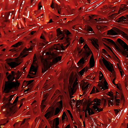 Red Seaweed