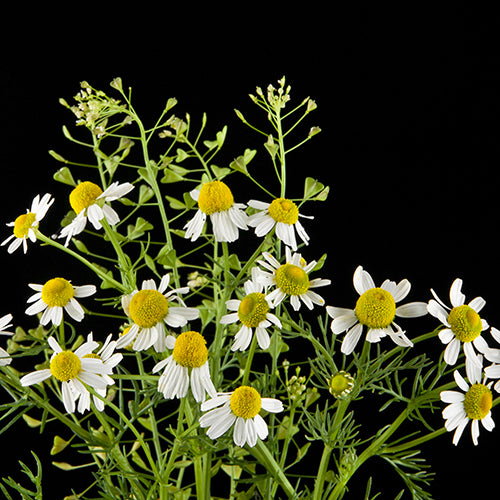 Roman Chamomile EO