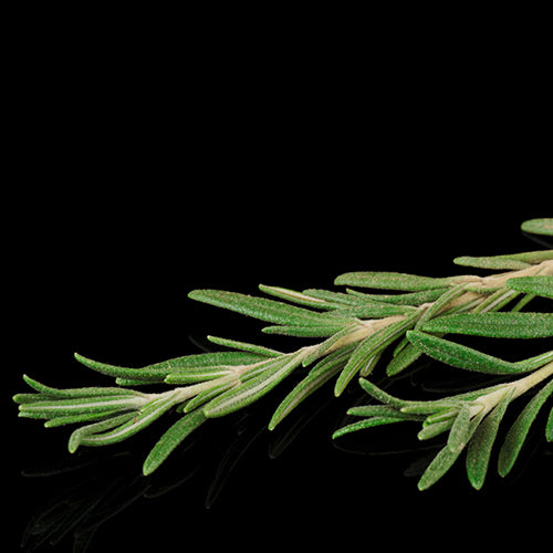 Rosemary Extract