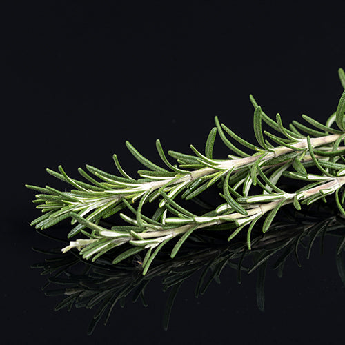 Rosemary Leaf EO