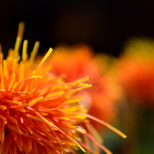 Organic Safflower Seed Oil