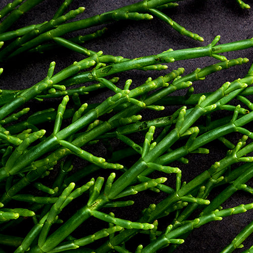 Salicornia