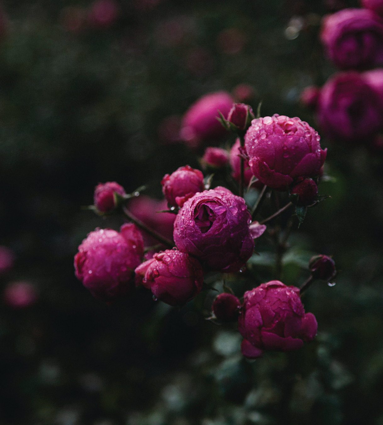Roses