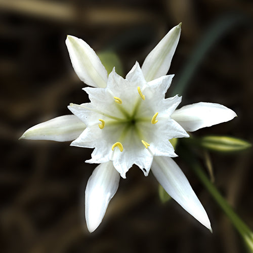 Sea Daffodil