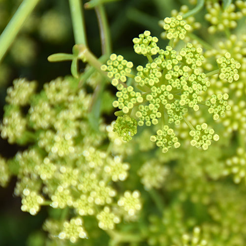 Sea Fennel