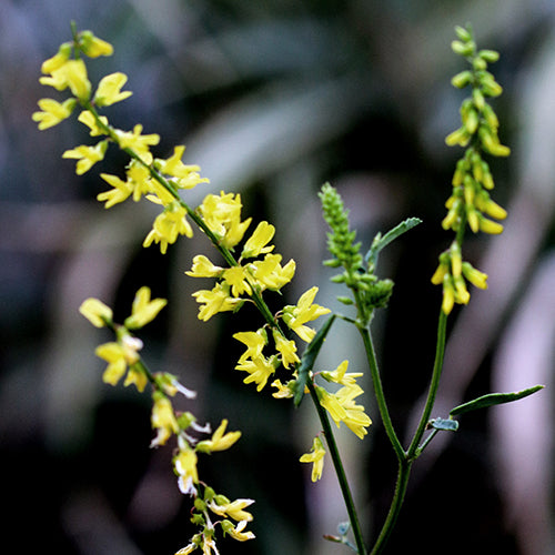 Sweet Clover