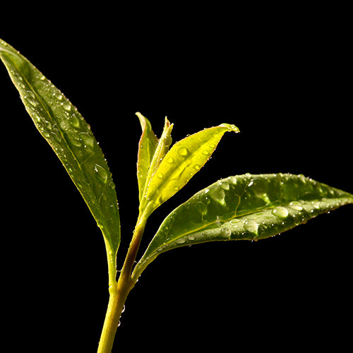 Tea Oil