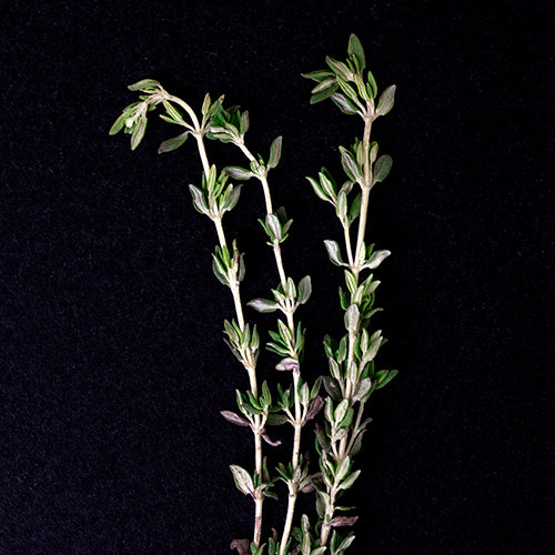 Thyme EO