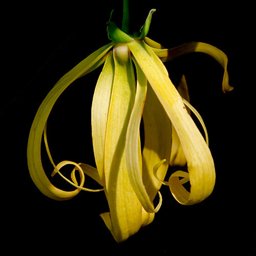 Ylang Ylang EO