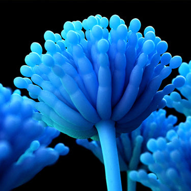 Organic Aspergillus Ferment