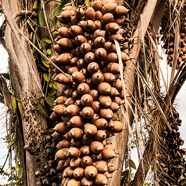 Babasu Oil