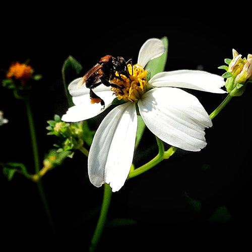 Bidens Pilosa