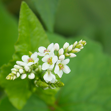 Buckwheat Extract