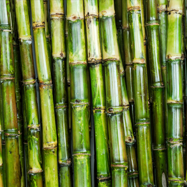 C13-15 Alkane (Hemisqualane)