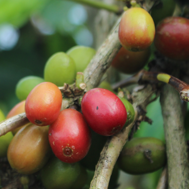 Coffea Arabica (Coffee) Seed Oil