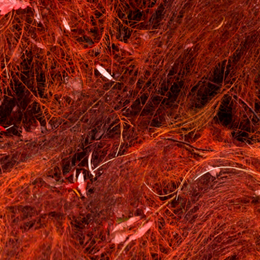 Coralline Red Algae