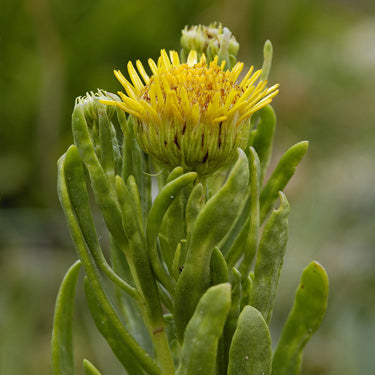 Golden Samphire