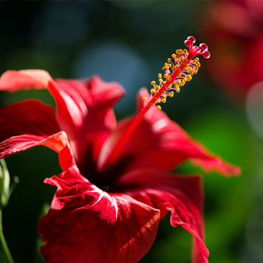 Hibiscus Extract