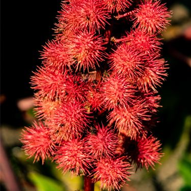 Hydrogenated Castor Oil