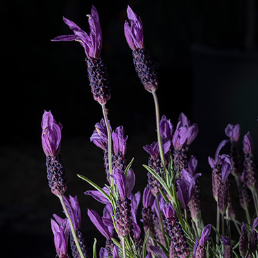 Butterfly Lavender