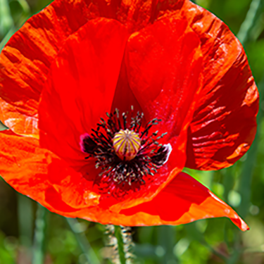 Poppy Extract