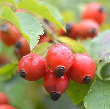 Organic Rosehip Oil