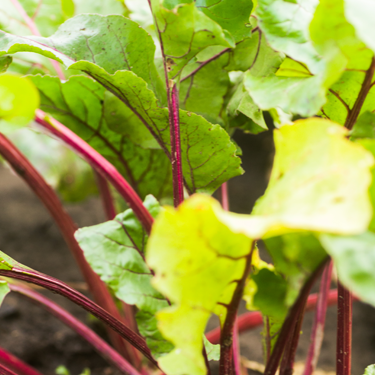 Organic Sea Beet