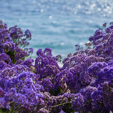 Sea Lavender