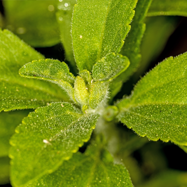 Stevia