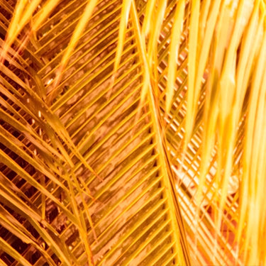 Tetrahexyldecyl Ascorbate (Vitamin C)