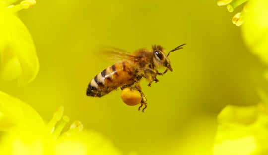 Bee