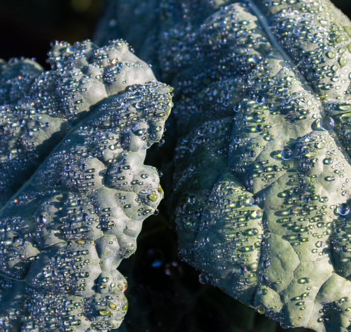 blue sea kale