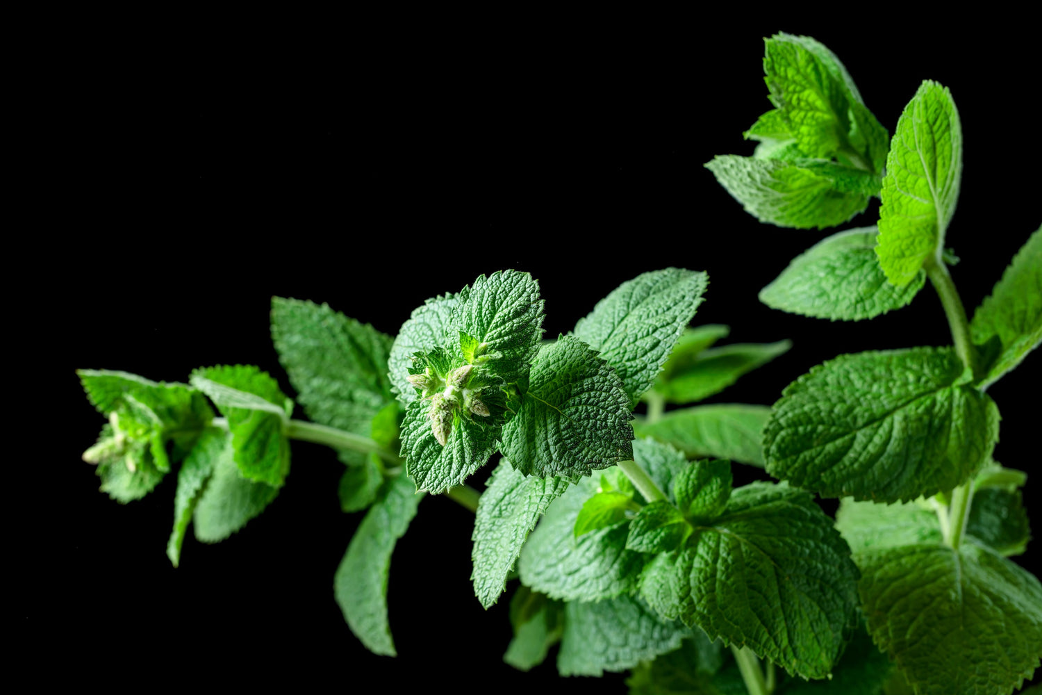 Peppermint Essential Oil - Horst's Natural Legacy
