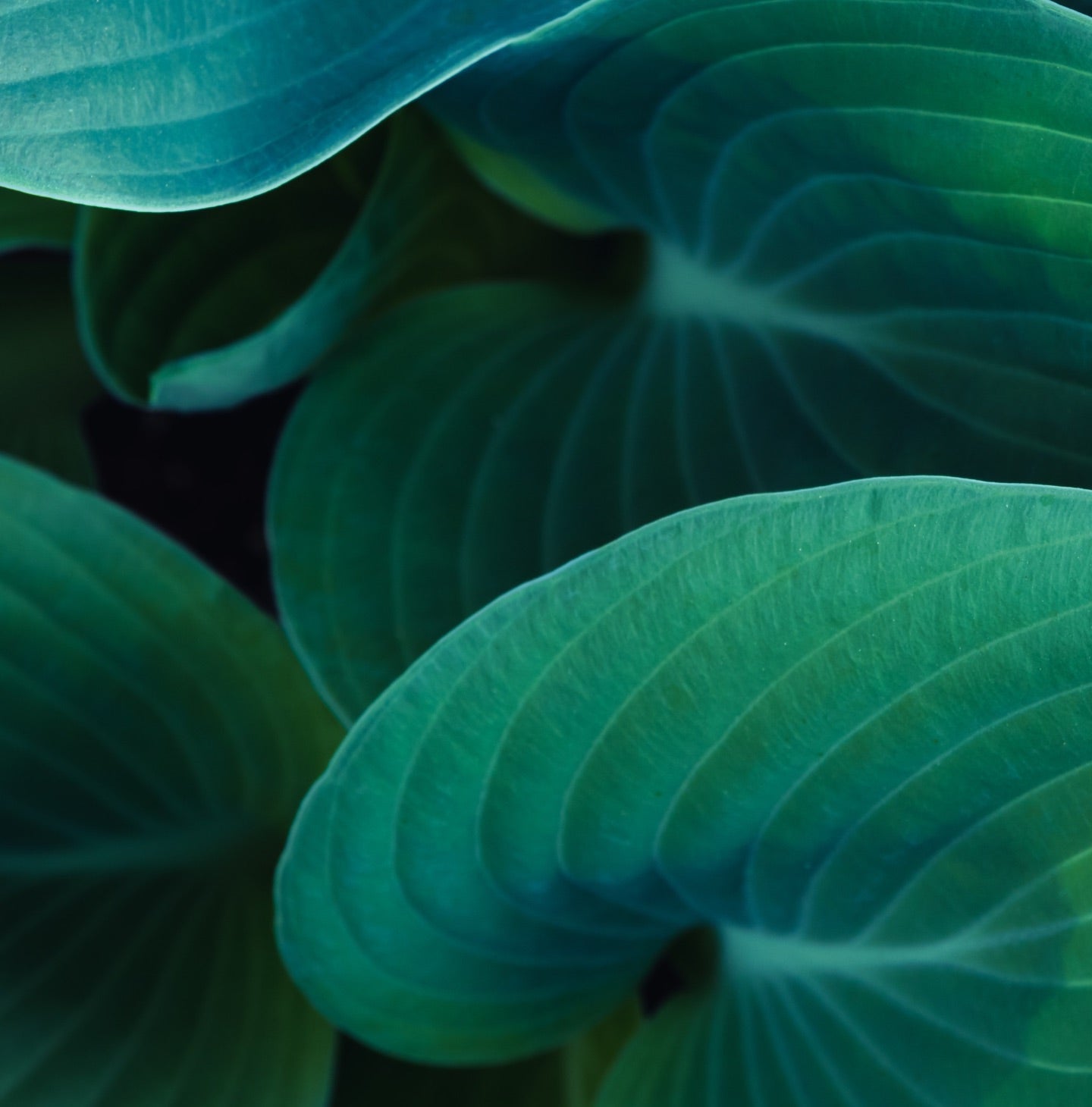 Close-up of green leaves