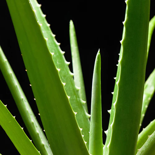 Aloe Leaf